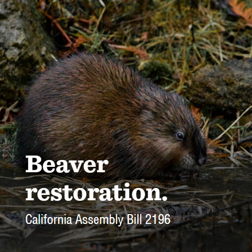 CA AB2196 20232024 Beaver restoration